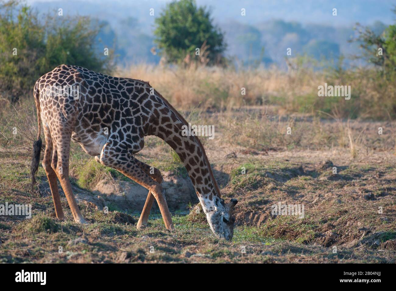 Eine Giraffe von Thornicroft (Giraffa camelopardalis thornicrofti) trinkt aus einem Wasserloch im South Luangwa National Park im Osten Sambias. Stockfoto