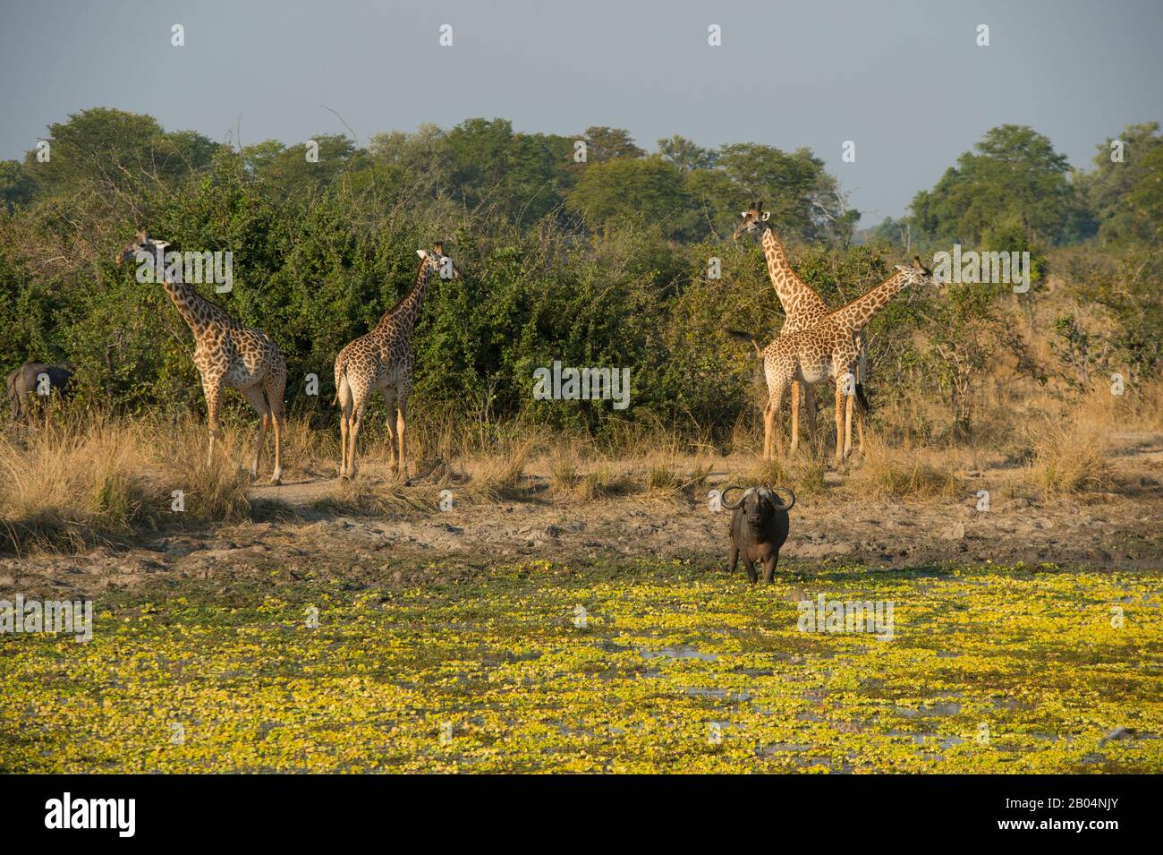 Thornicrofts Giraffen (Giraffa camelopardalis thornicrofti) und Kapbüffel im South Luangwa National Park im Osten Sambias. Stockfoto