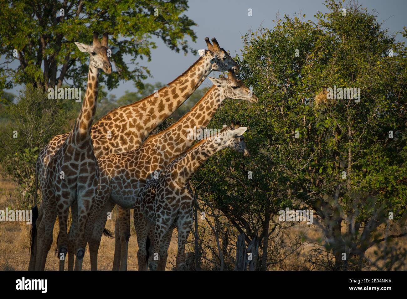 Thornicrofts Giraffen (Giraffa camelopardalis thornicrofti) im South Luangwa National Park im Osten Sambias. Stockfoto