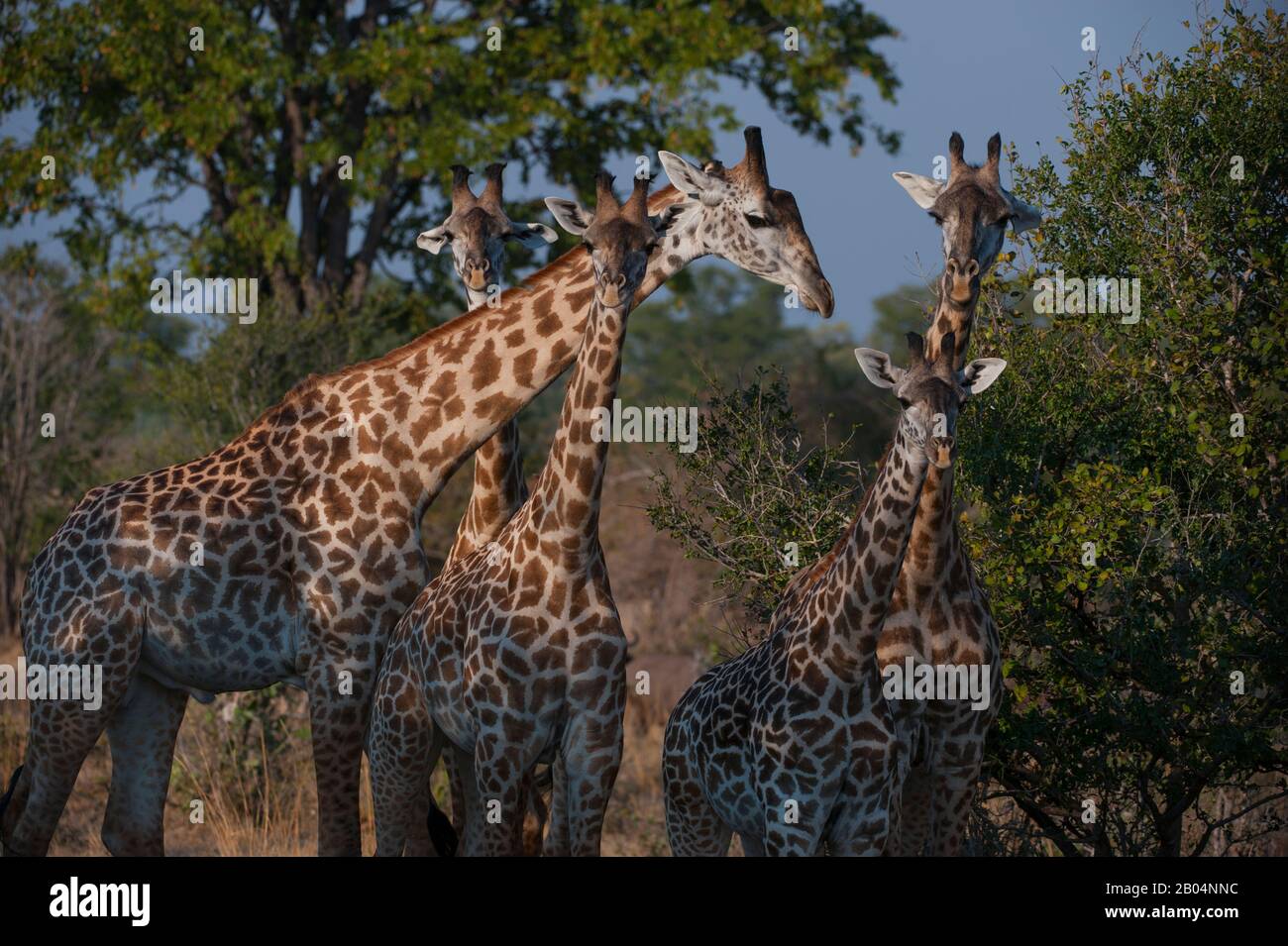 Thornicrofts Giraffen (Giraffa camelopardalis thornicrofti) im South Luangwa National Park im Osten Sambias. Stockfoto