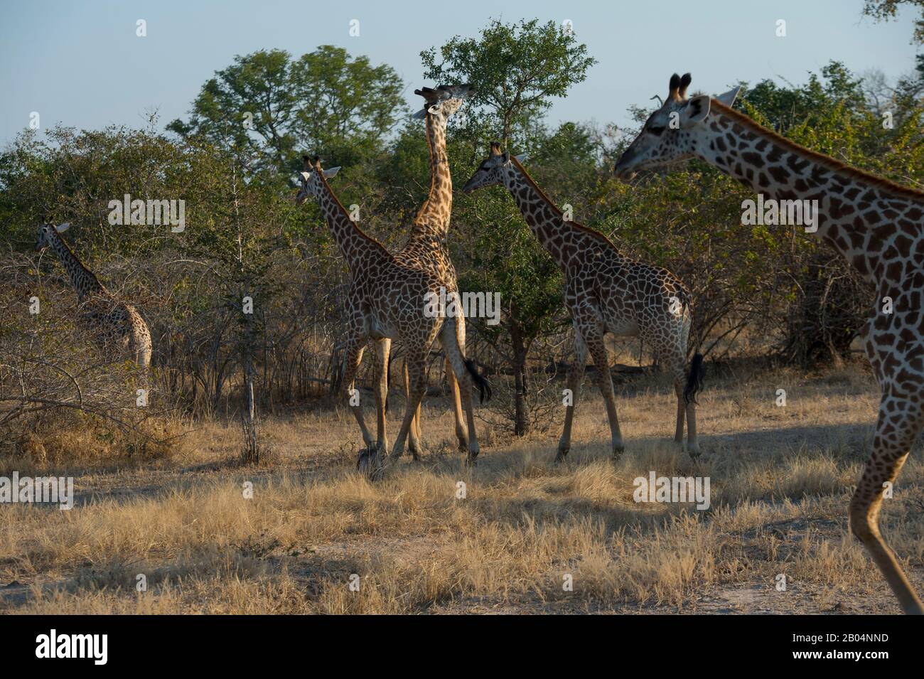 Thornicrofts Giraffen (Giraffa camelopardalis thornicrofti) im South Luangwa National Park im Osten Sambias. Stockfoto