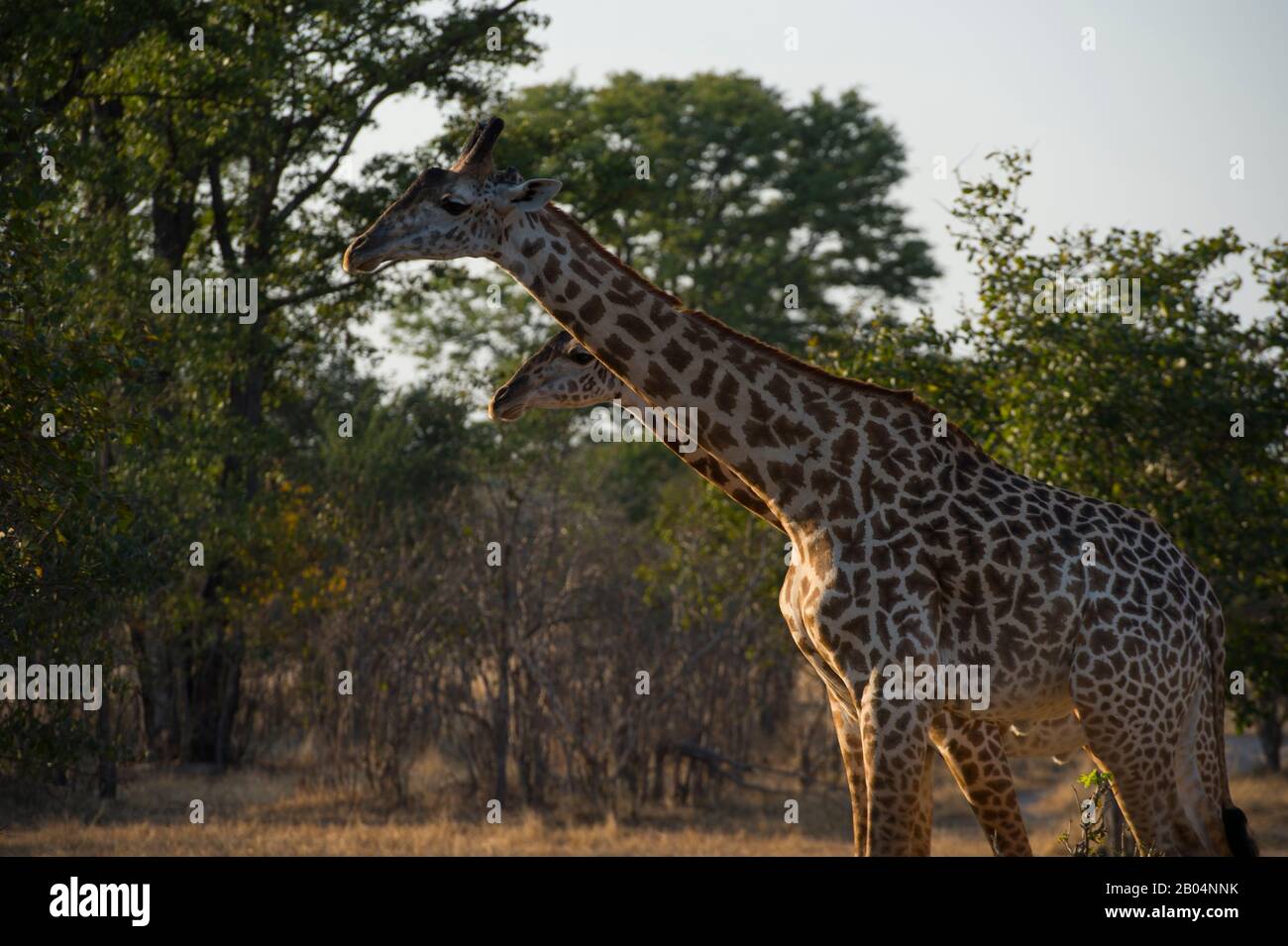 Thornicrofts Giraffen (Giraffa camelopardalis thornicrofti) im South Luangwa National Park im Osten Sambias. Stockfoto