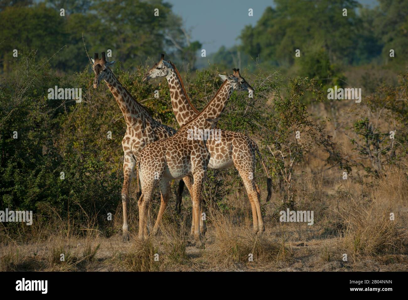 Thornicrofts Giraffen (Giraffa camelopardalis thornicrofti) im South Luangwa National Park im Osten Sambias. Stockfoto
