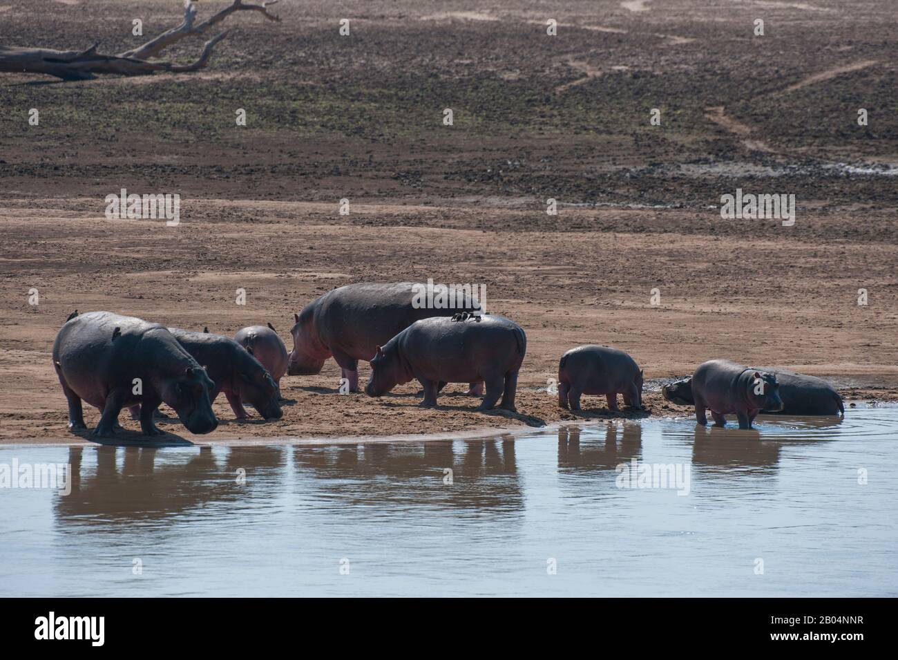 Eine Gruppe von Hippopotamus (amphibischer Hippopotamus) am Ufer des Luangwa-Flusses im Süd-Luangwa-Nationalpark im Osten Sambias. Stockfoto