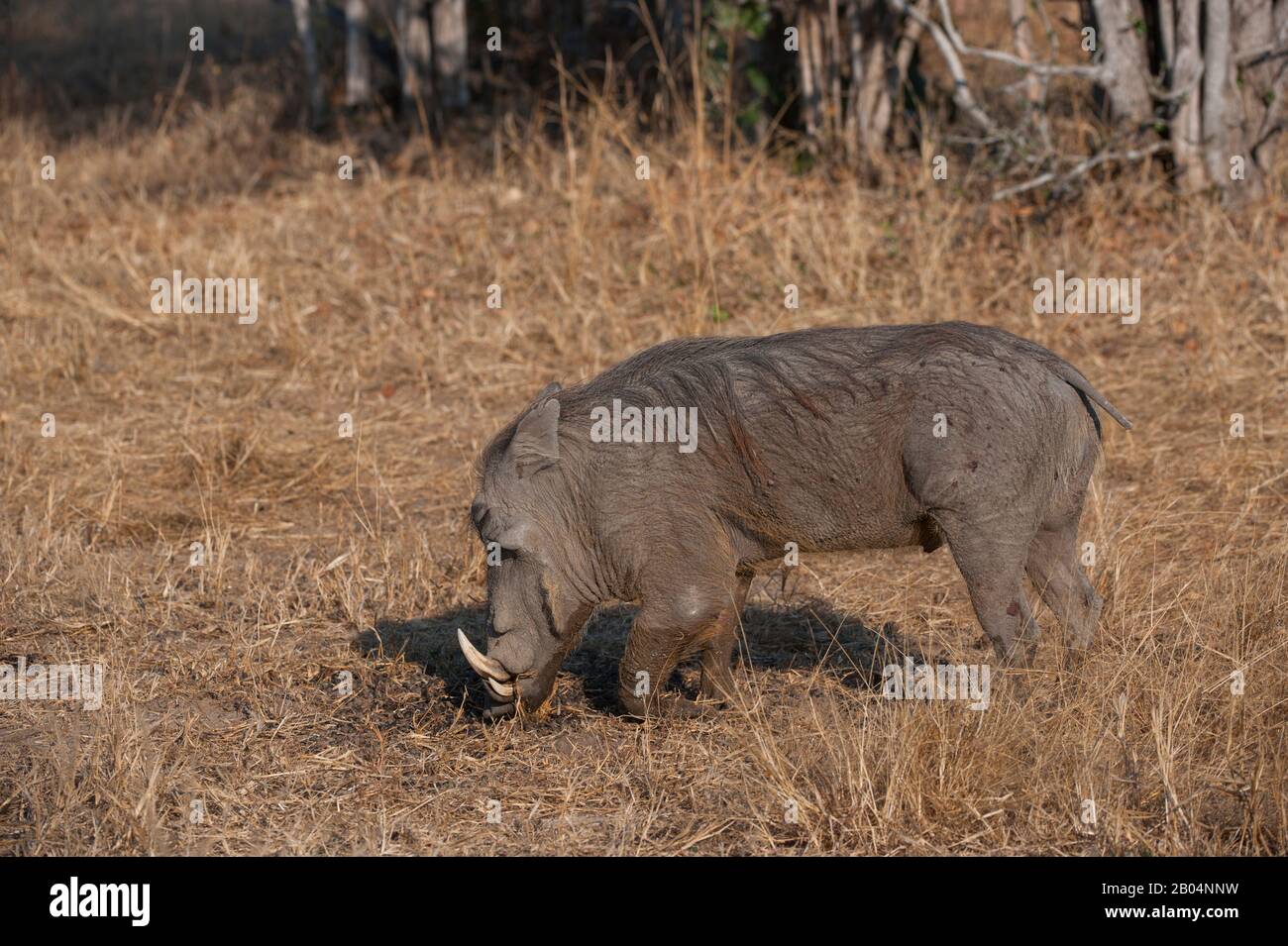 Ein Warthog (Phacochoerus africanus), der im South Luangwa National Park im Osten Sambias nach Nahrung sucht. Stockfoto