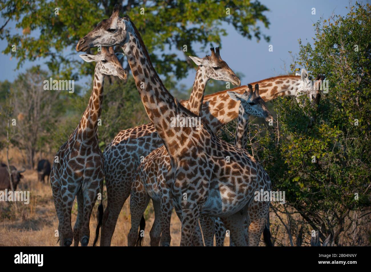 Thornicrofts Giraffen (Giraffa camelopardalis thornicrofti) im South Luangwa National Park im Osten Sambias. Stockfoto