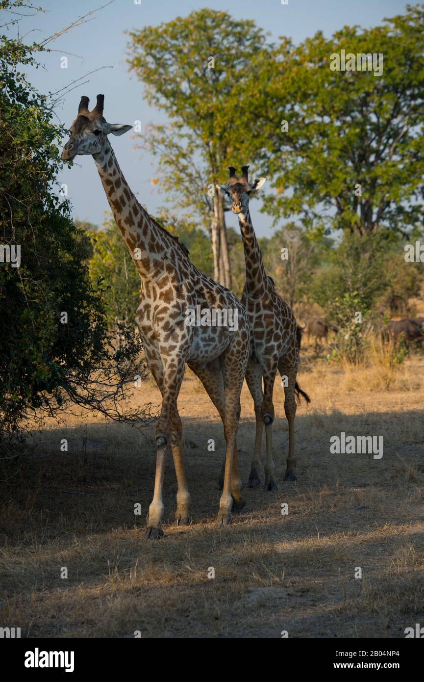 Thornicrofts Giraffen (Giraffa camelopardalis thornicrofti) im South Luangwa National Park im Osten Sambias. Stockfoto