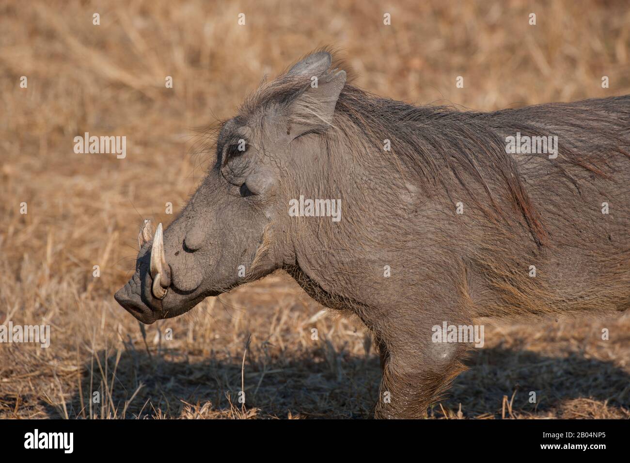 Ein Warthog (Phacochoerus africanus), der im South Luangwa National Park im Osten Sambias nach Nahrung sucht. Stockfoto