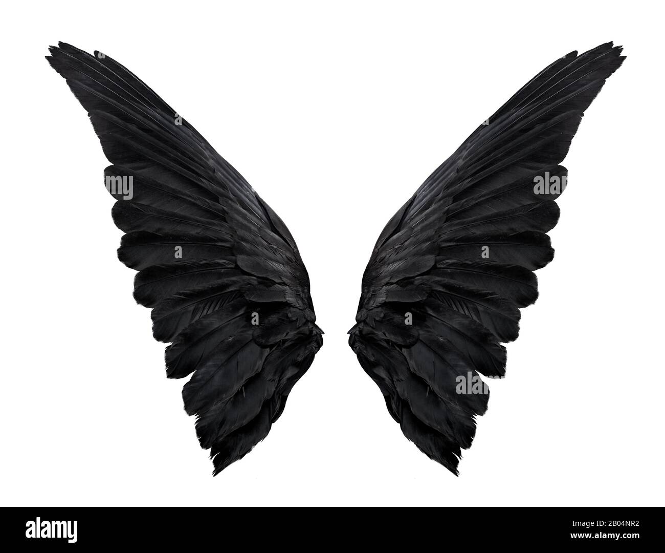 Zwei große schwarze Rabenflügel isoliert auf weißem Hintergrund, in der Nähe Stockfoto