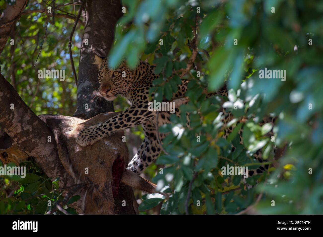 Ein Leopard (Panthera pardus) ernährt sich in einem Baum im South Luangwa National Park im Osten Sambias von einem Buschbuck. Stockfoto
