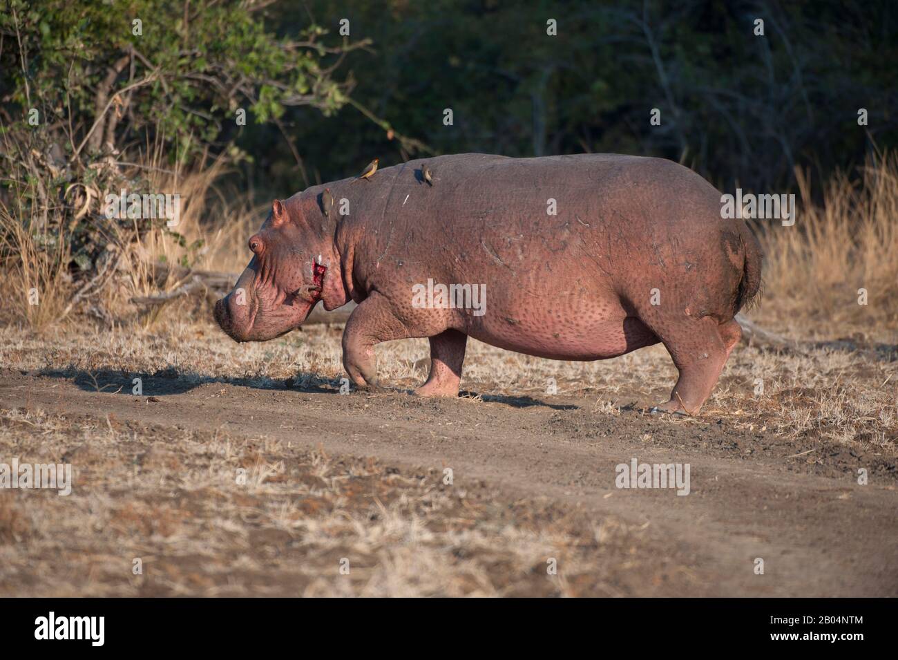 Ein Hippopotamus (amphibischer Hippopotamus), der an Land im South Luangwa National Park im Osten Sambias spazieren geht. Stockfoto
