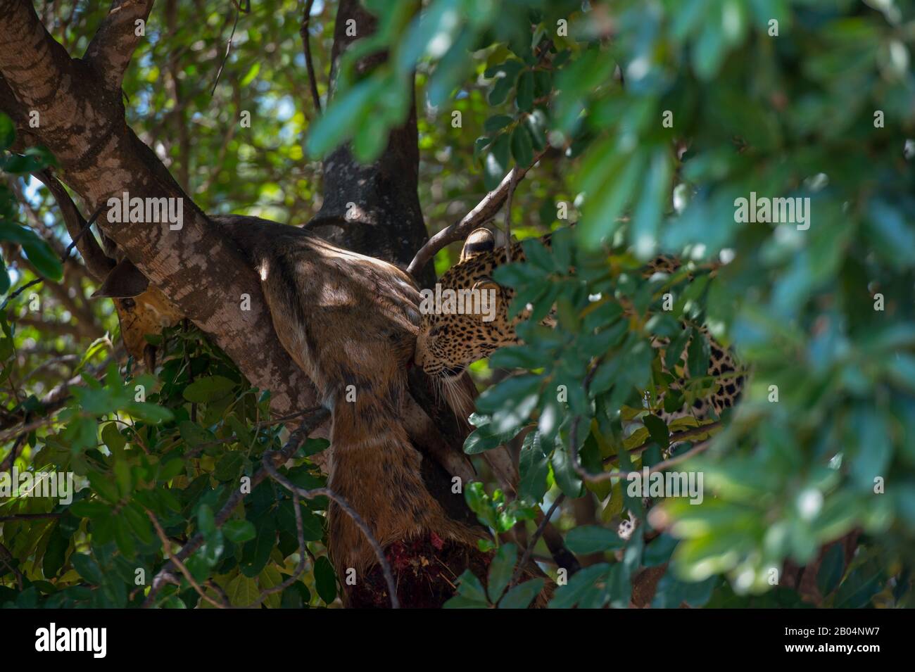 Ein Leopard (Panthera pardus) ernährt sich in einem Baum im South Luangwa National Park im Osten Sambias von einem Buschbuck. Stockfoto