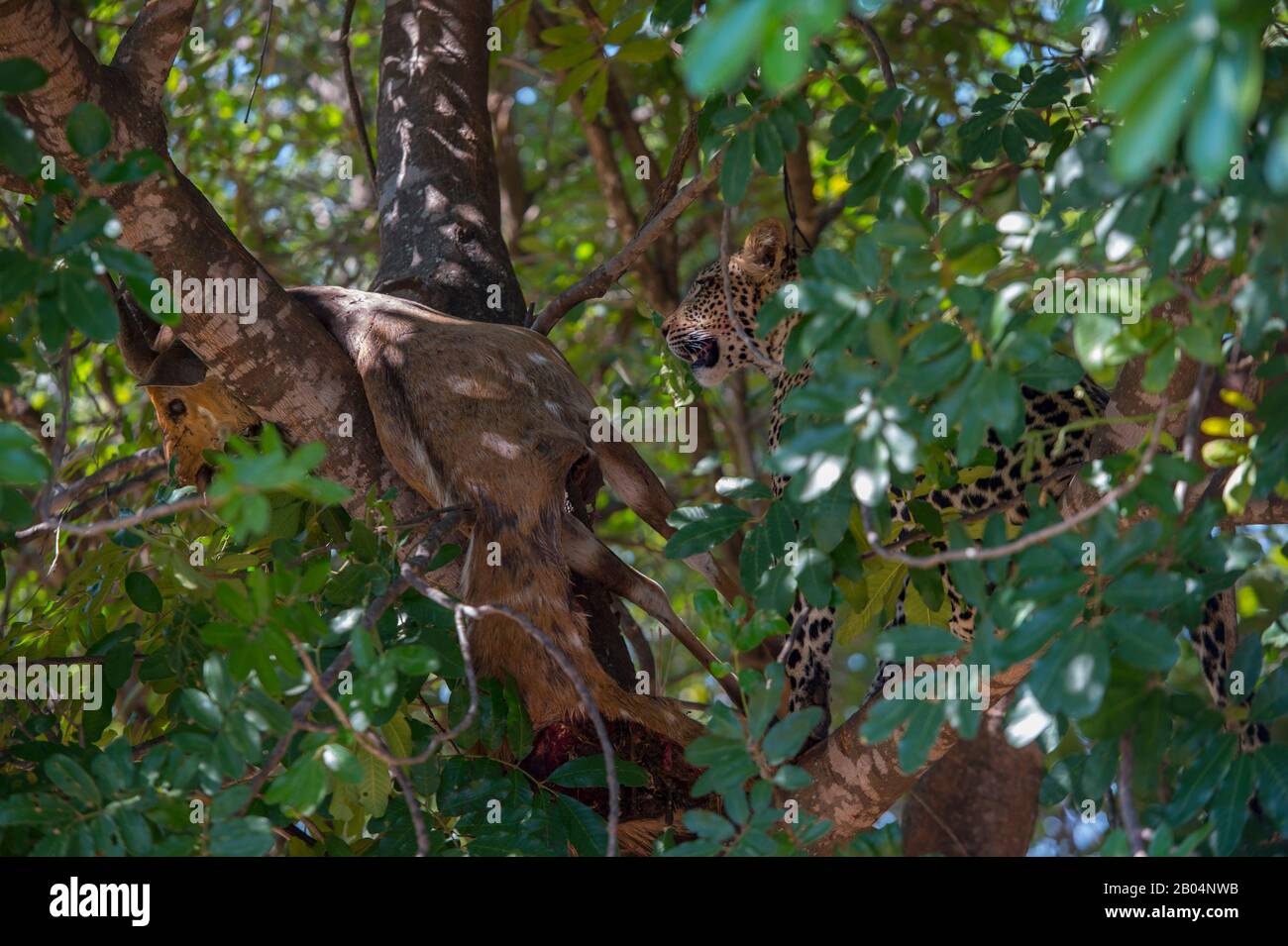Ein Leopard (Panthera pardus) ernährt sich in einem Baum im South Luangwa National Park im Osten Sambias von einem Buschbuck. Stockfoto