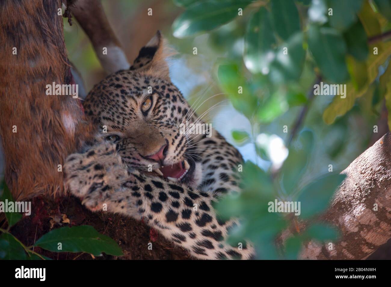 Ein Leopard (Panthera pardus) ernährt sich in einem Baum im South Luangwa National Park im Osten Sambias von einem Buschbuck. Stockfoto