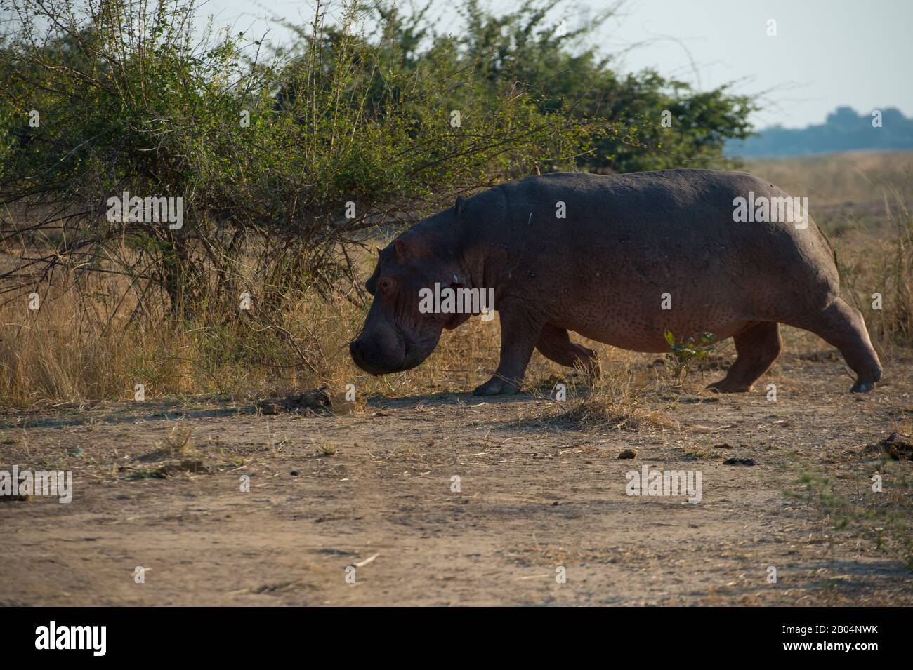Ein Hippopotamus (amphibischer Hippopotamus), der an Land im South Luangwa National Park im Osten Sambias spazieren geht. Stockfoto