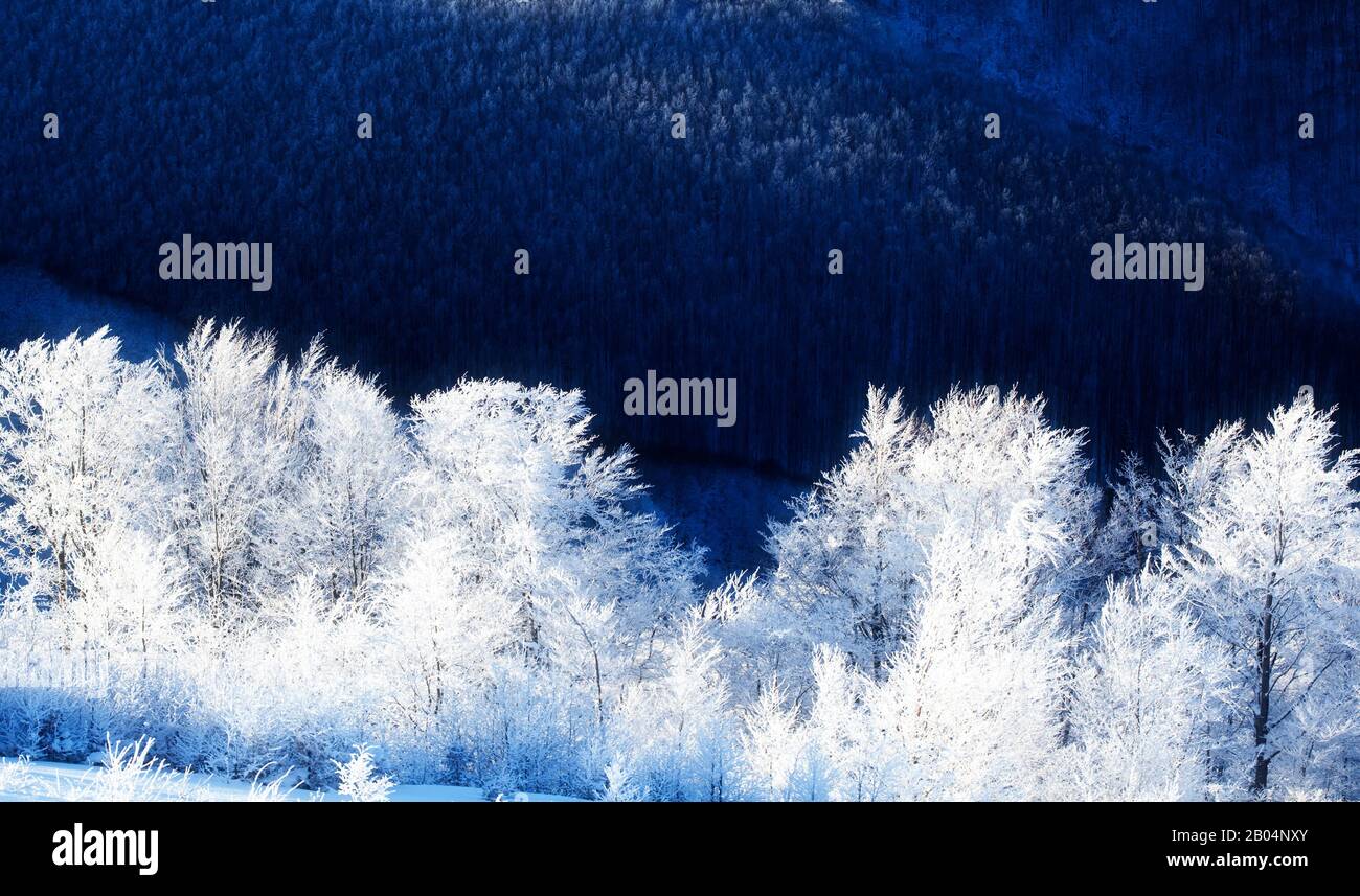 Blauer, schneebedeckter, abstrakter Panorama-Hintergrund mit Baummuster und Bergwald Stockfoto