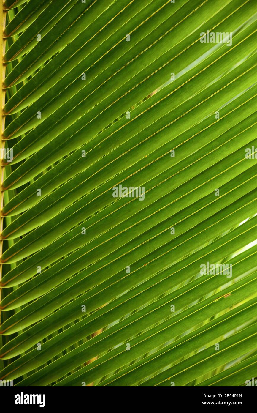 Abstrakter Hintergrund mit sauberer Palmblatttextur, parallelen Linien, Makro Stockfoto