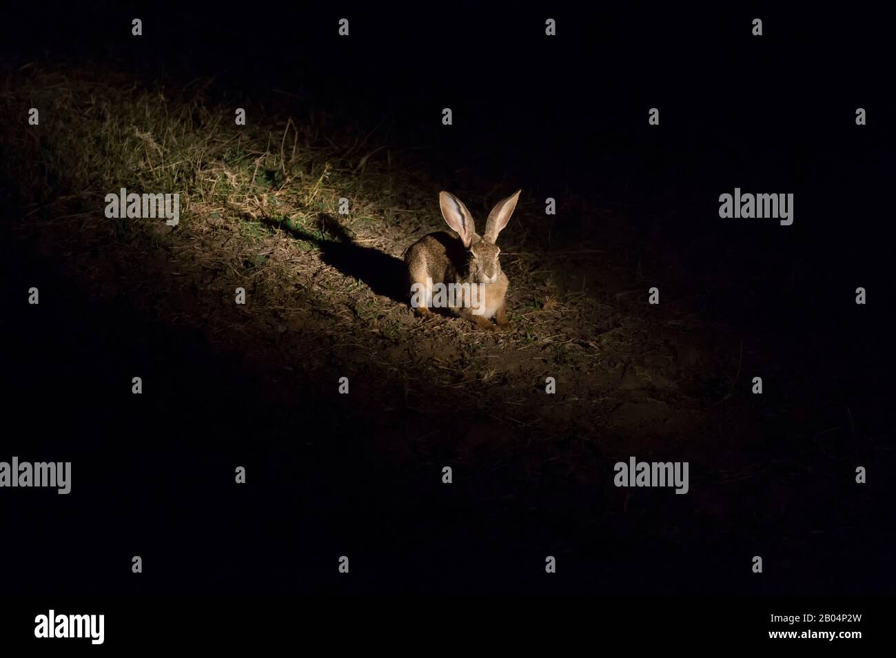Afrikanische Savanne Hase (Lepus microtis) nachts im South Luangwa National Park im Osten Sambias. Stockfoto
