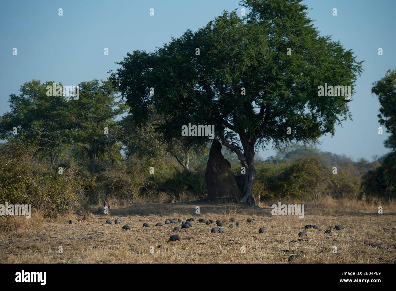 Guineafowl sucht im South Luangwa National Park im Osten Sambias nach Nahrung. Stockfoto