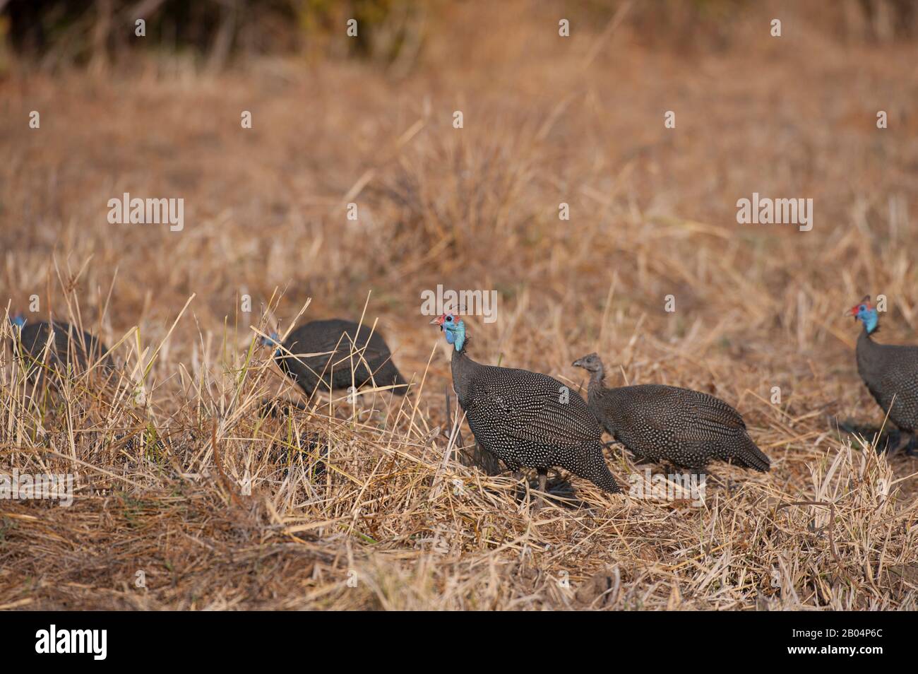 Guineafowl sucht im South Luangwa National Park im Osten Sambias nach Nahrung. Stockfoto