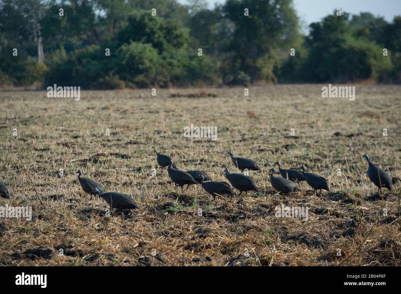 Guineafowl sucht im South Luangwa National Park im Osten Sambias nach Nahrung. Stockfoto