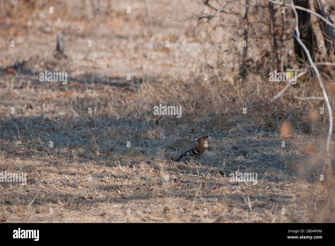 Afrikanischer Hoopoe (Upupa Africana) auf der Suche nach Lebensmitteln im South Luangwa National Park im Osten Sambias. Stockfoto