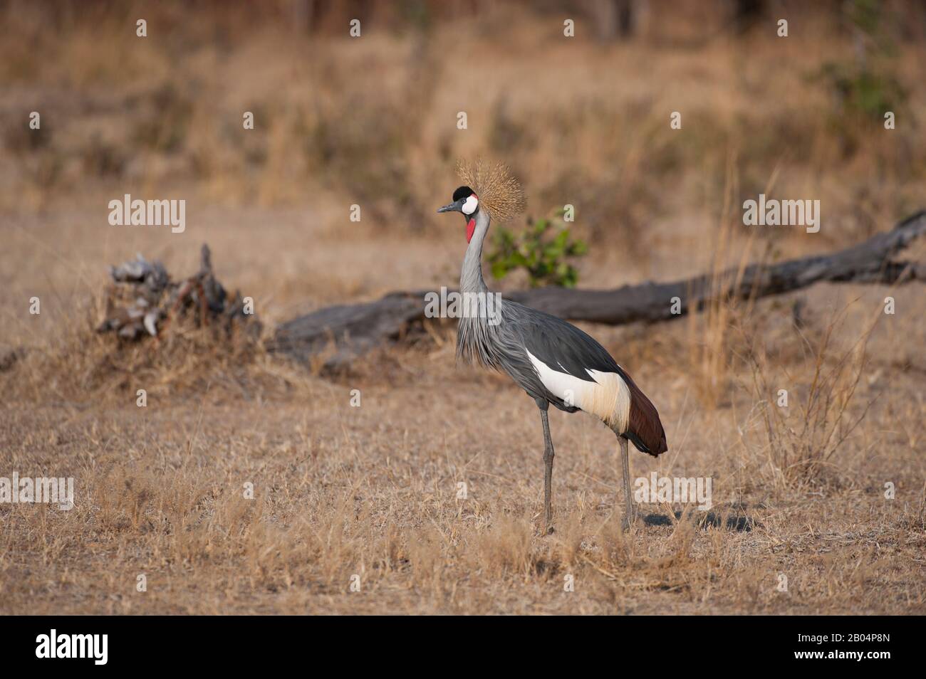Bekrönter Kran (Balearica pavonina) auf der Suche nach Lebensmitteln im Grasland im South Luangwa National Park im Osten Sambias. Stockfoto