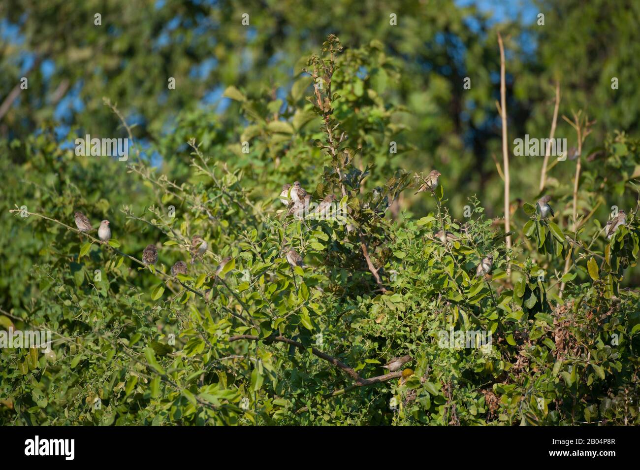 Eine Gruppe von Red-billed Quelea (Quelea quelea) in einem Busch im South Luangwa National Park im Osten Sambias. Stockfoto