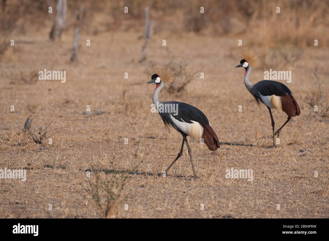 Bekrönte Kraniche (Balearica pavonina) suchen nach Nahrung im Grasland im South Luangwa National Park im Osten Sambias. Stockfoto