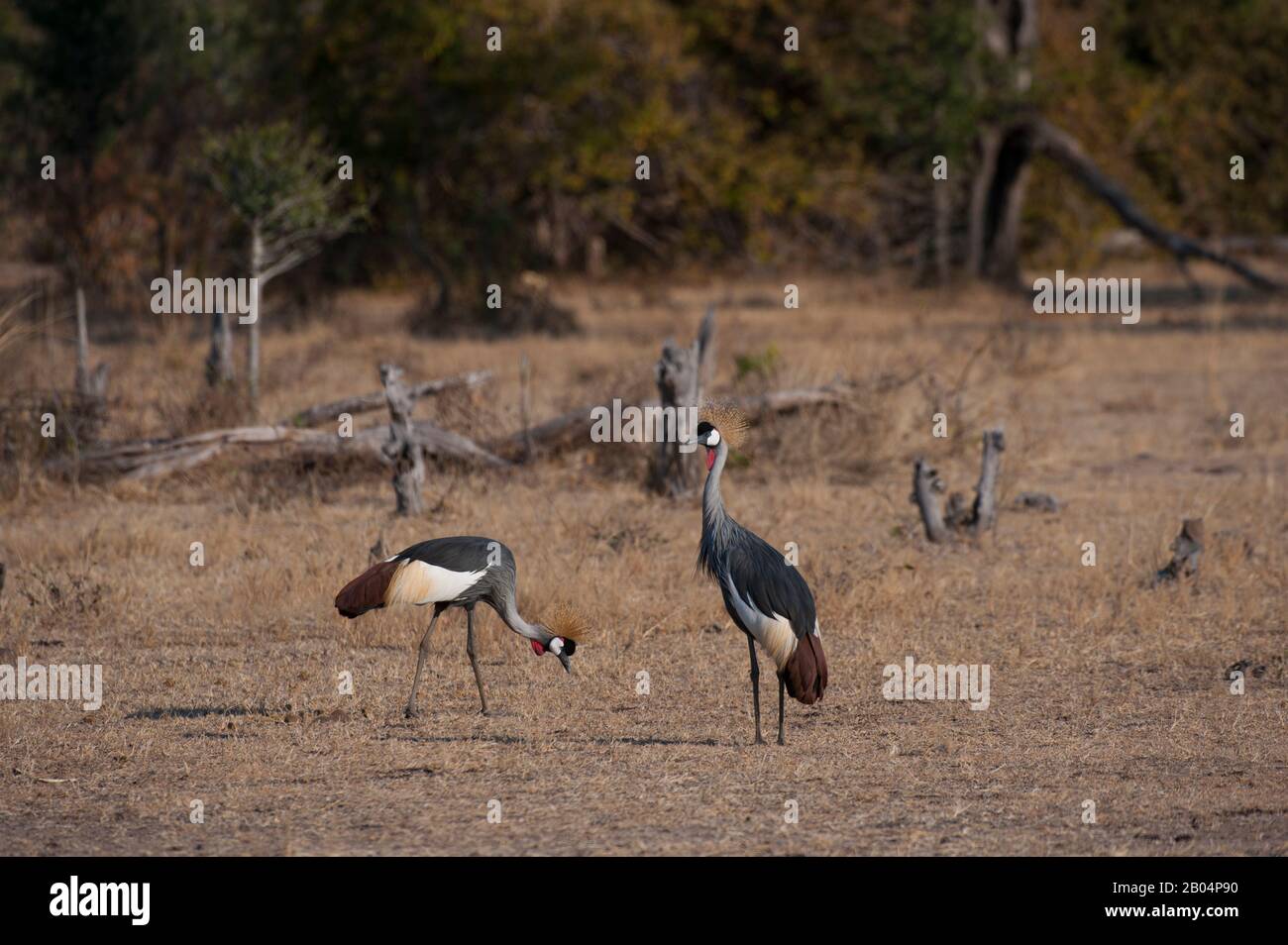 Bekrönte Kraniche (Balearica pavonina) suchen nach Nahrung im Grasland im South Luangwa National Park im Osten Sambias. Stockfoto