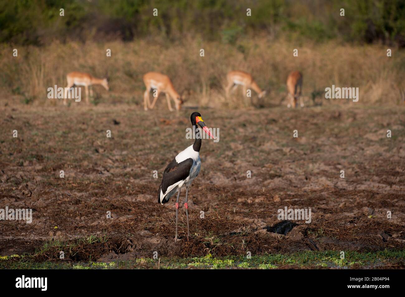 Ein Saddle-billed Storch (Ephippiorhynchus senegalensis) im South Luangwa National Park im Osten Sambias. Stockfoto