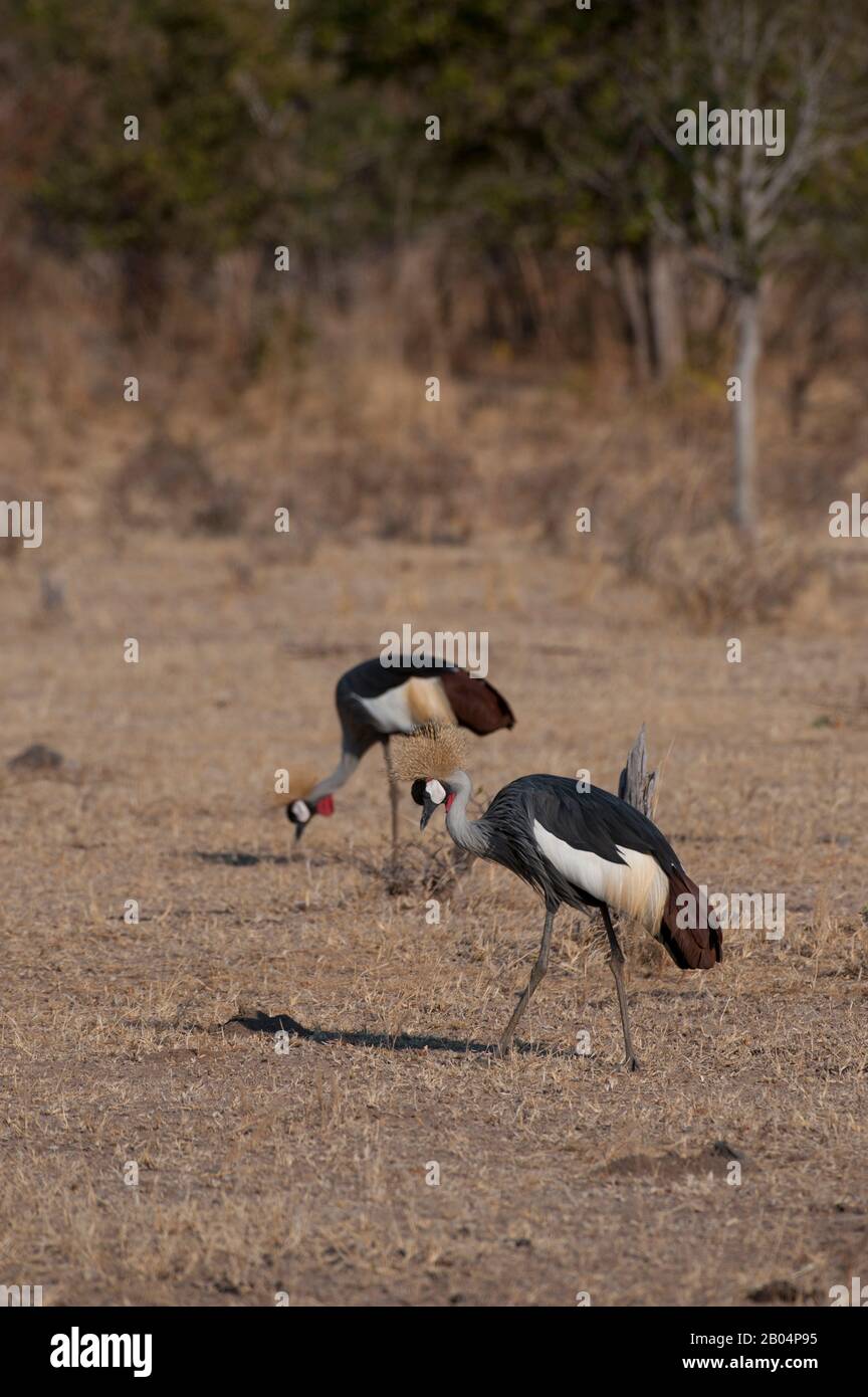 Bekrönte Kraniche (Balearica pavonina) suchen nach Nahrung im Grasland im South Luangwa National Park im Osten Sambias. Stockfoto