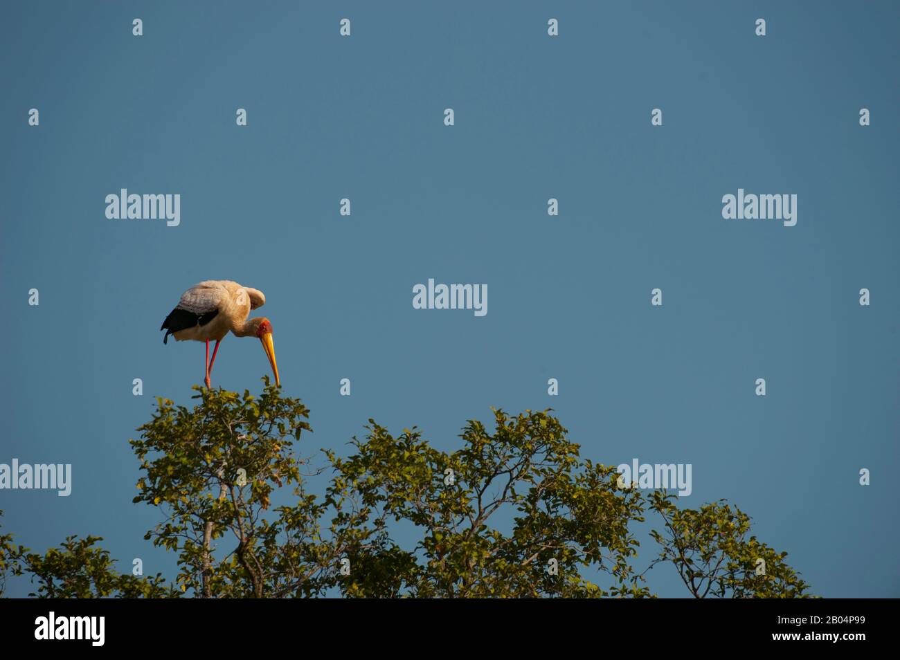 Ein Gelb-Storch (Mycteria Ibis) thront auf einem Baum im South Luangwa National Park im Osten Sambias. Stockfoto