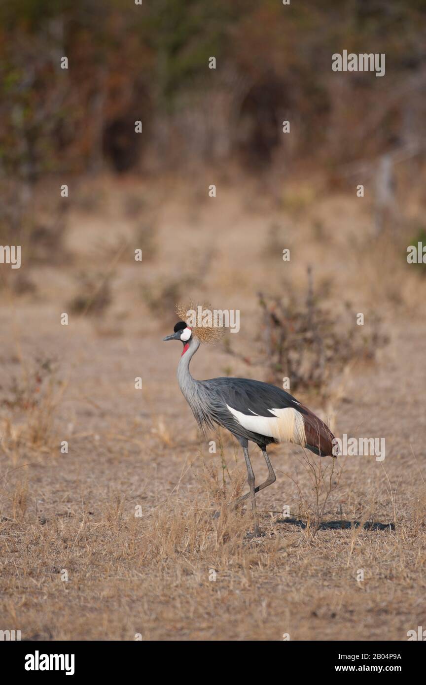 Bekrönter Kran (Balearica pavonina) auf der Suche nach Lebensmitteln im Grasland im South Luangwa National Park im Osten Sambias. Stockfoto