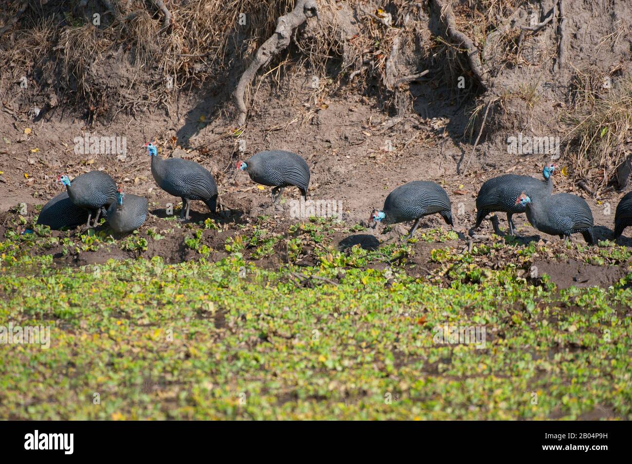 Guineafowl an einem Wasserloch im South Luangwa National Park im Osten Sambias. Stockfoto