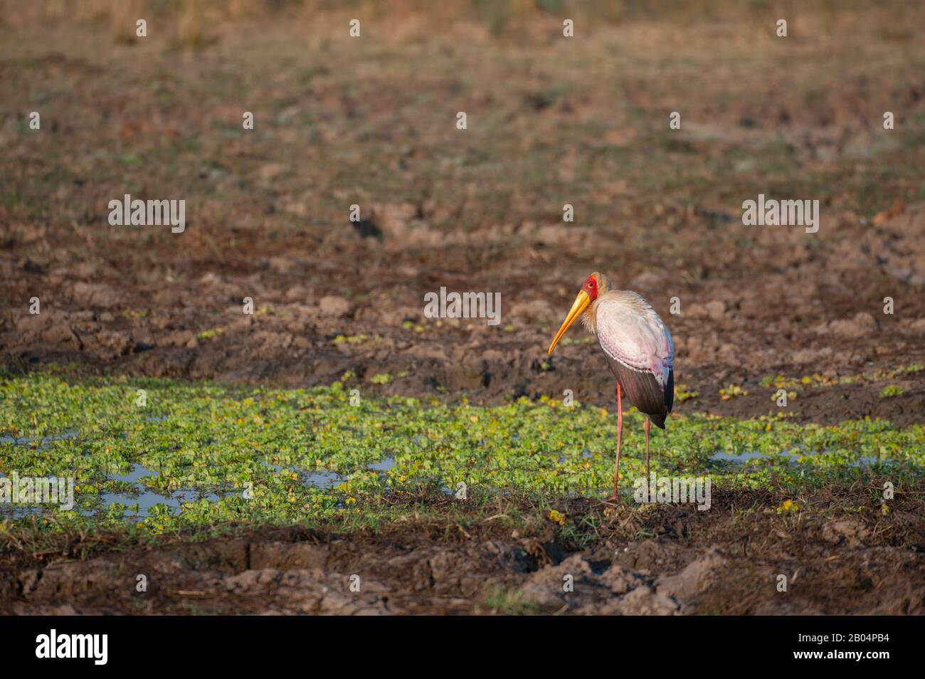 Ein Gelb-Storch (Mycteria Ibis) im South Luangwa National Park im Osten Sambias. Stockfoto