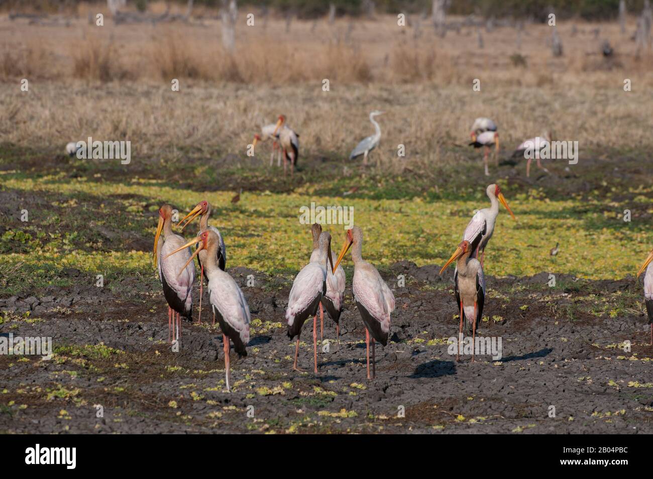 Eine Gruppe von Gelb-Storch (Mycteria Ibis) im South Luangwa National Park im Osten Sambias. Stockfoto