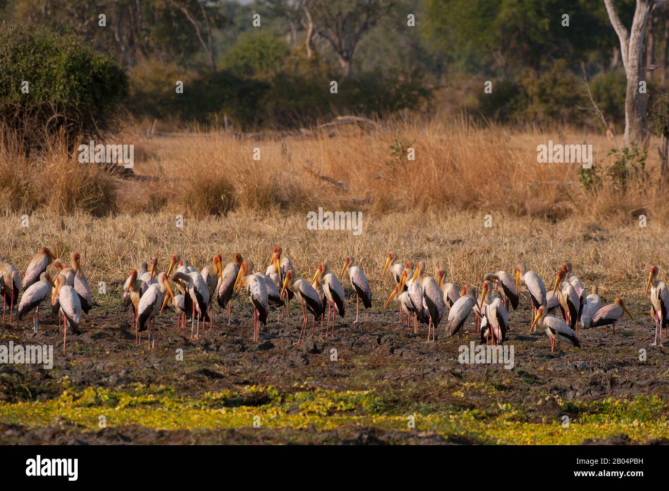 Eine Gruppe von Gelb-Storch (Mycteria Ibis) im South Luangwa National Park im Osten Sambias. Stockfoto