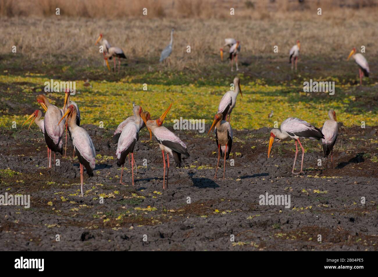 Eine Gruppe von Gelb-Storch (Mycteria Ibis) im South Luangwa National Park im Osten Sambias. Stockfoto