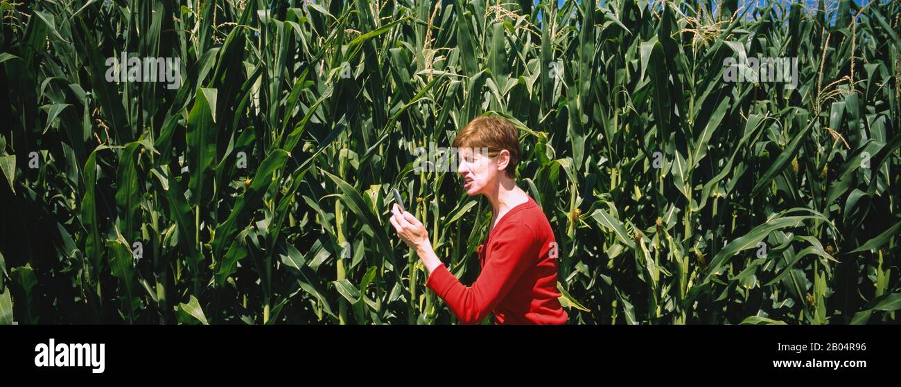Seitenprofil einer reifen Frau, die in einem Maisfeld steht und in ein Handy schreit, Washington State, USA Stockfoto