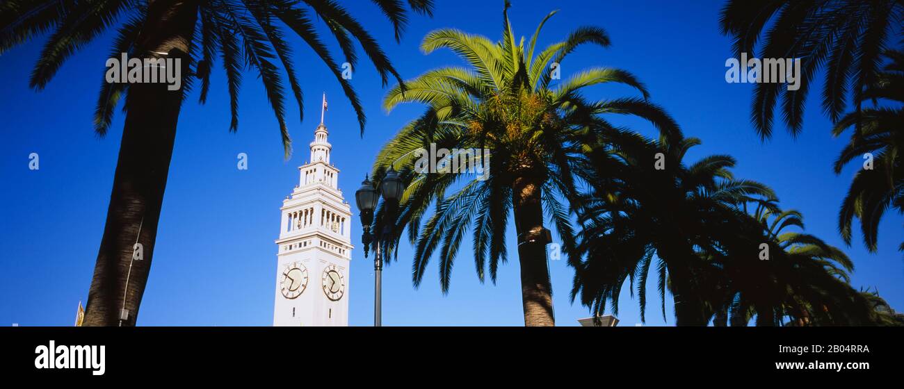 Blick auf Palmen, Ferry Building, San Francisco, Kalifornien, USA Stockfoto