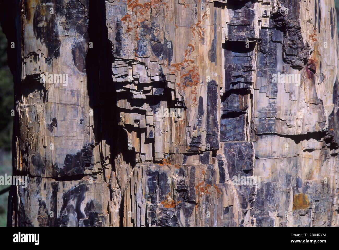 Nahaufnahme eines versteinerten Baums im Yellowstone-Nationalpark in Wyoming, Vereinigte Staaten. Stockfoto