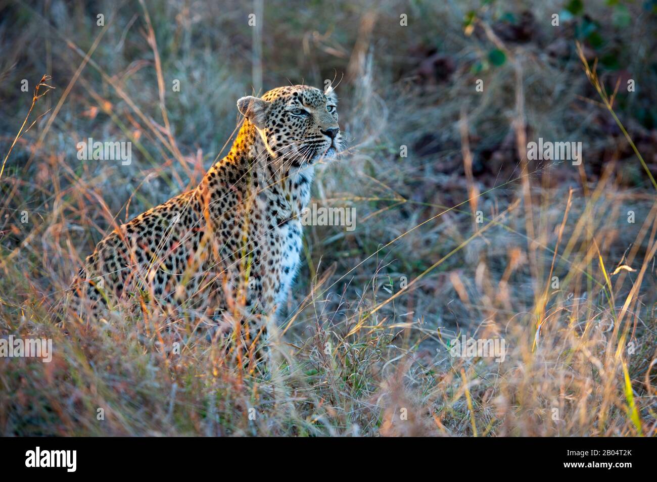 Ein Leopard (Panthera pardus) im hohen Gras des Sabi Sands Game Reserve neben dem Kruger National Park in Südafrika. Stockfoto