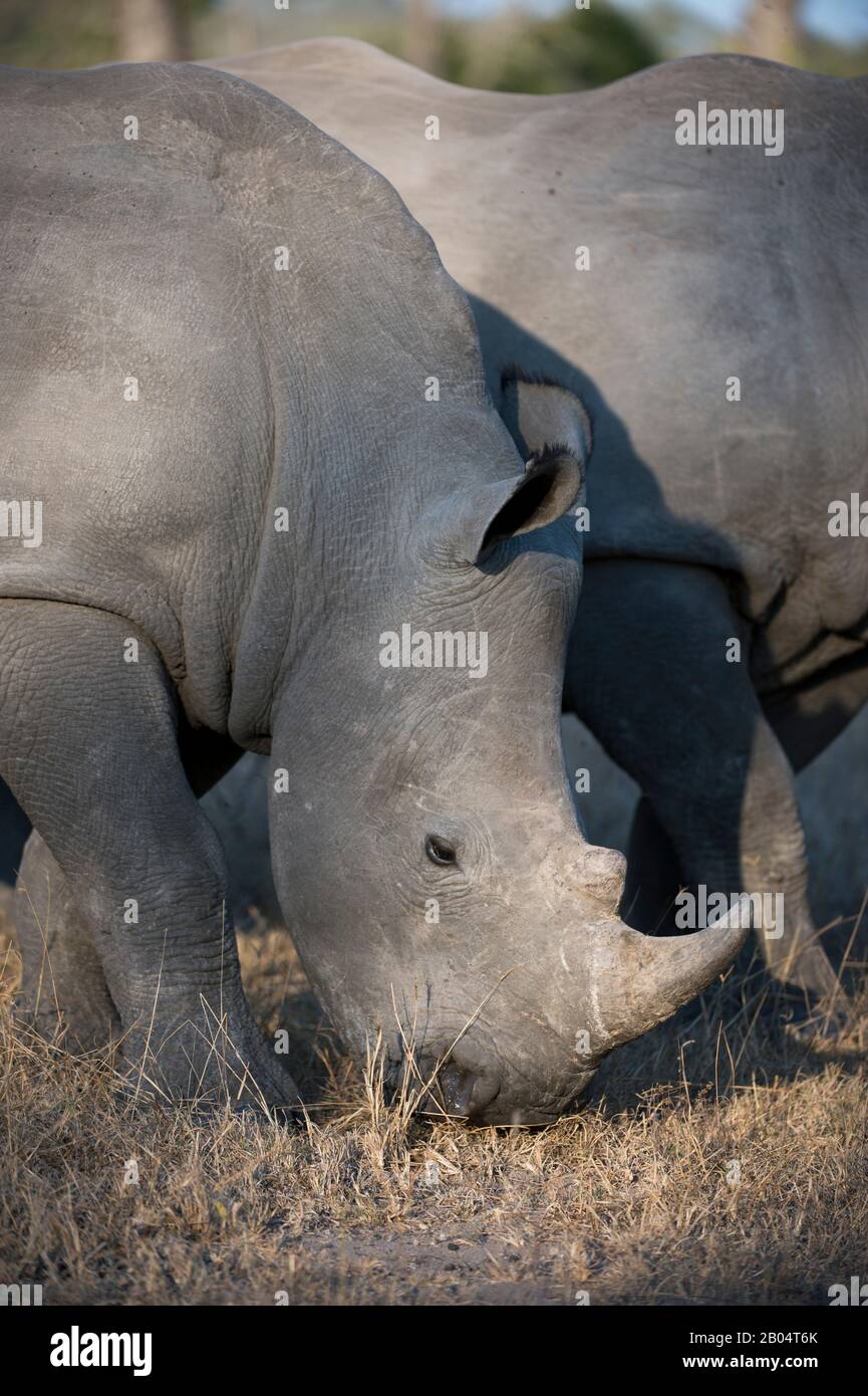 Nahaufnahme des zweitgrößten Landsäugers der Welt, eines Weißen Nashorns oder Quadratlippen-Nashorns (Ceratotherium simum) im Sabi Sands Game R Stockfoto