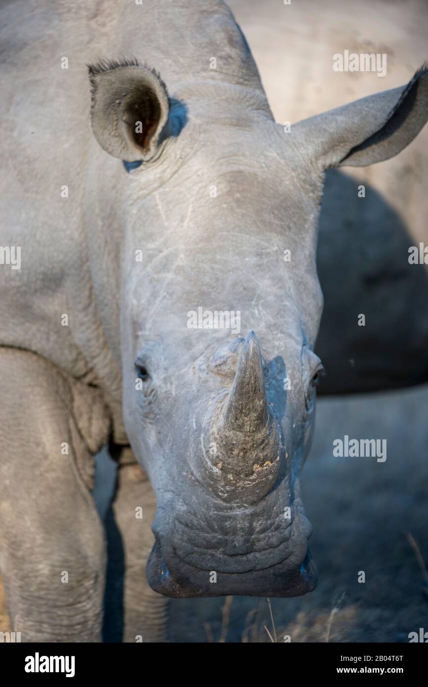Nahaufnahme des zweitgrößten Landsäugers der Welt, eines Weißen Nashorns oder Quadratlippen-Nashorns (Ceratotherium simum) im Sabi Sands Game R Stockfoto