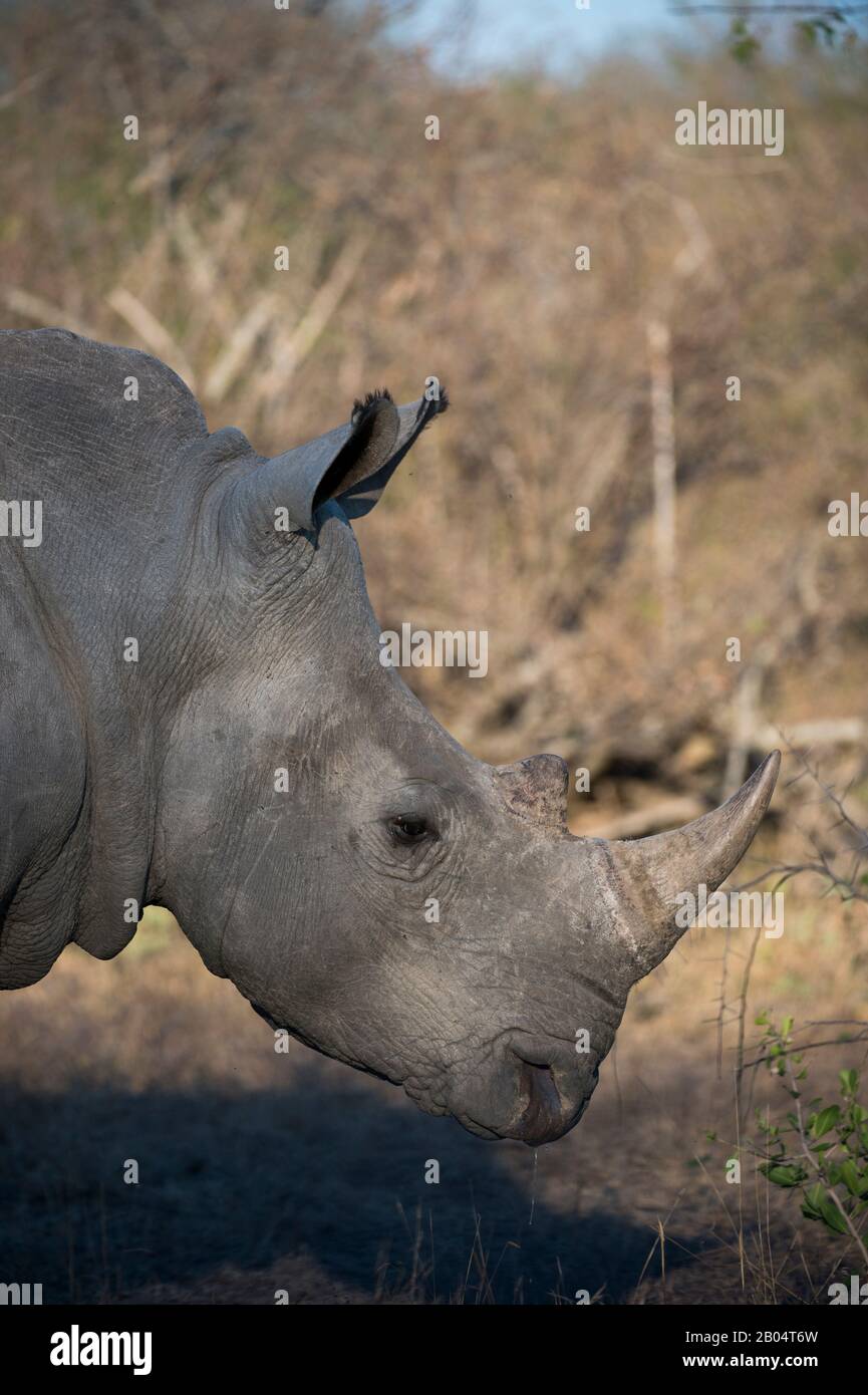 Nahaufnahme des zweitgrößten Landsäugers der Welt, eines Weißen Nashorns oder Quadratlippen-Nashorns (Ceratotherium simum) im Sabi Sands Game R Stockfoto