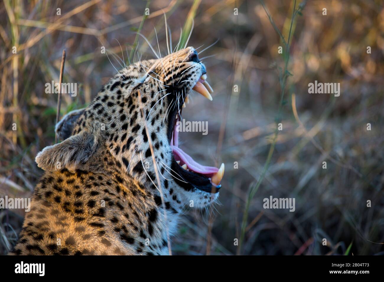 Ein Leopard (Panthera pardus), der im hohen Gras des Sabi Sands Game Reserve neben dem Kruger National Park in Südafrika gähnelt. Stockfoto