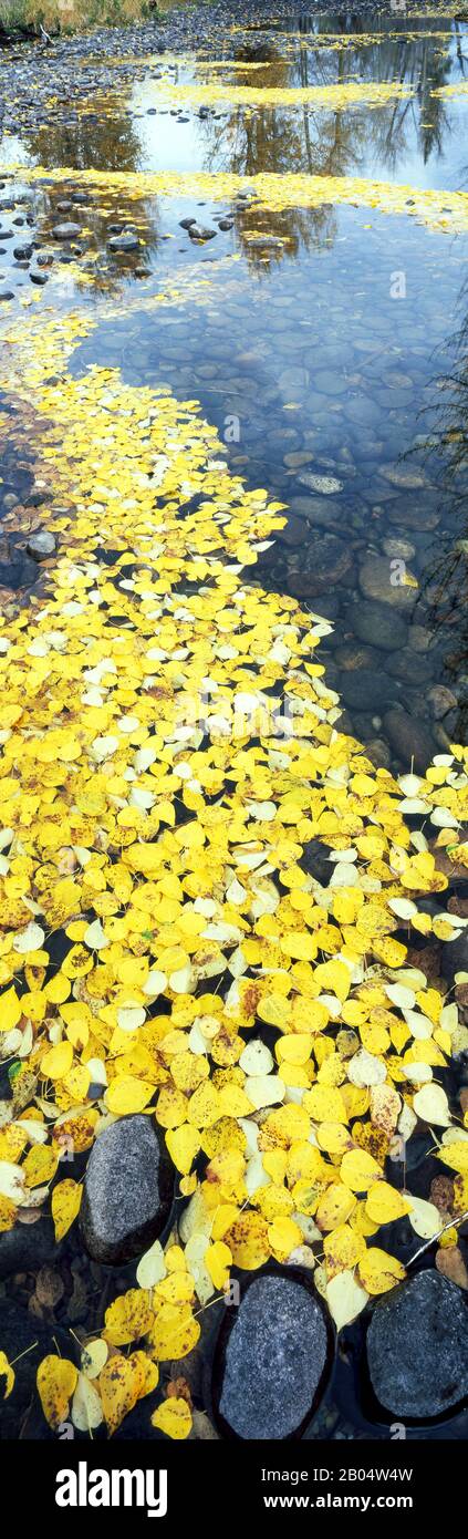 Blick auf die verfallenen Blätter, die auf Wasser schweben, auf den Cottonwood Creek, den Grand Teton National Park, Wyoming, USA Stockfoto