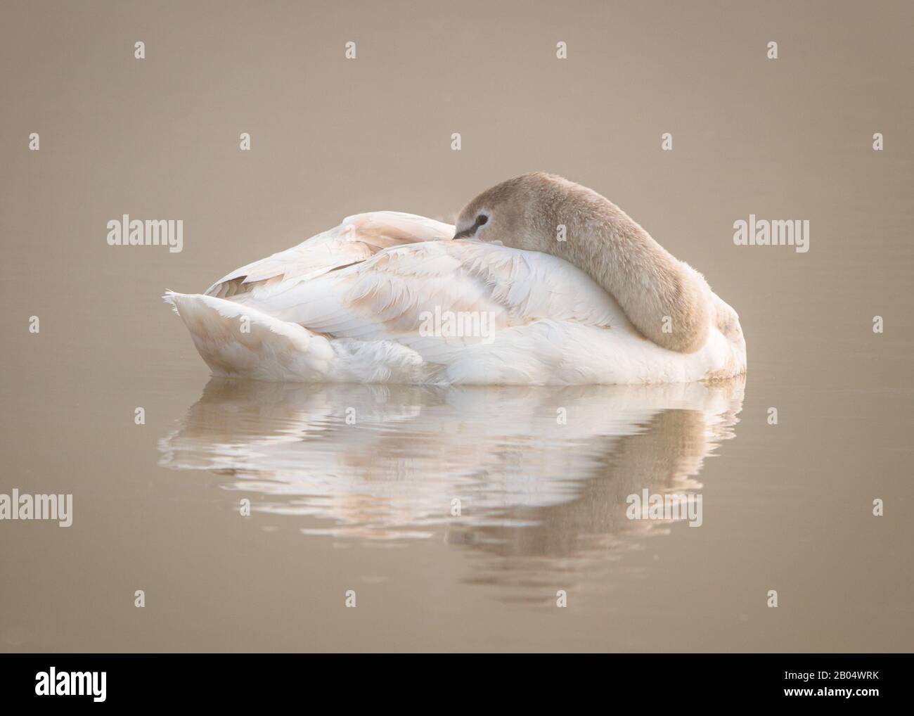 Schlafender stummes Schwan, das auf dem Wasser tropft Stockfoto
