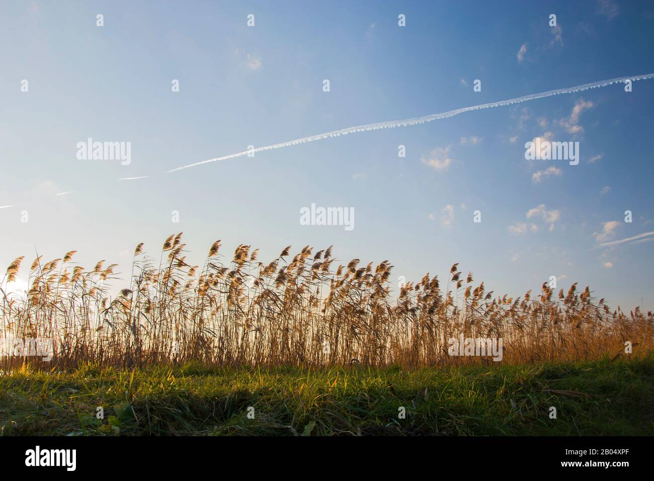 Grünes Gras, gelbes Wasserrohr und blauer Himmel Stockfoto